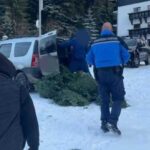 Persoane prinse în timp ce încercau să sustragă din pădure cetină de brad - Amenzi URIAȘE