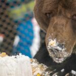 Ursul Baloo, chinuit de peste 20 de ani pentru distracția turiștilor - Este ținut într-un țarc în stațiunea Straja, cu girul autorităților