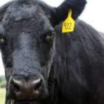 Un fermier român a dat vacile românești pe exemplare Angus. De ce este această rasă tot mai căutată de producători