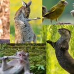 Galeria de râs: Cele mai haioase poze cu animale de anul acesta au fost premiate. Fotografiile fericiților câștigători
