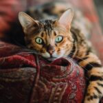 Pisicile, o comoară la casa omului! Ce boli pot detecta și vindeca îndrăgitele felinele