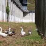 O închisoare din Brazilia a înlocuit câinii de pază cu gâște. Ce i-a determinat pe oficiali să ia o astfel de decizie
