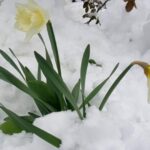 Cele mai rezistente plante la frig. Trec extrem de ușor peste anotimpul rece