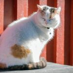 Superstiții de Anul Nou. Ce înseamnă când îți vine o pisică străină în casă. De ce nu trebuie să o alun