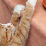 Nu le dați pisicilor și câinilor salata boeuf sau sarmale! Avertismentul veterinarilor