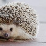 Aricii, supereroii grădinii tale. 8 motive pentru care ar trebui să inviți micile animale țepoase pe lângă casă