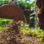 „Românii au ajuns să-și predea singuri fermele ca să scape de datorii”. Situația alarmantă a producătorilor români, explicată de un președinte de sindicat
