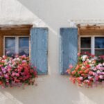 De ce se pune pastă de dinți la florile din ghiveci. Doar grădinarii experimentați cunosc acest truc
