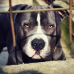Cele mai periculoase rase de câini. Mușcă fără să stea pe gânduri și nu iartă niciun intrus