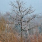 5 ianuarie 2024, cea mai călduroasă zi de ianuarie înregistrată vreodată la ”polul frigului” din România. De duminică vine gerul