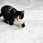 Val de aer polar peste România. Cât mai ține gerul: temperaturile cresc brusc, dar urmează încă un episod de vreme severă