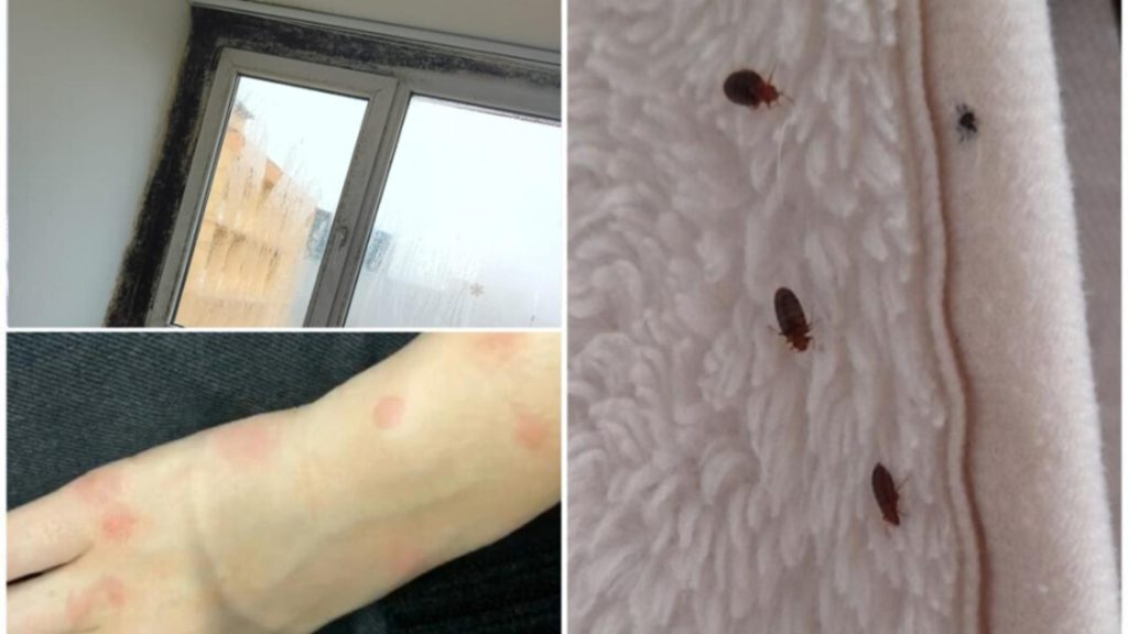 Groaza din căminele de la Grozăvești: Invazie de ploșnițe, gândaci și șoareci, igrasia este la ea acasă. Universitatea din București ridică din umeri