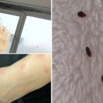 Groaza din căminele de la Grozăvești: Invazie de ploșnițe, gândaci și șoareci, igrasia este la ea acasă. Universitatea din București ridică din umeri