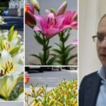 Primarul din Botoșani acuzat că și-ar fi angajat presupusa amanta a plantat în oraș florile ei preferate - FOTO