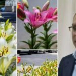 Câți bani a aruncat pe plante primarul amorezat din Botoșani. Edilul îndrăgostit a umplut orașul cu florile preferate ale amantei - FOTO