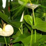 Planta care aduce noroc în dragoste. Cum se îngrijește planta iubirii