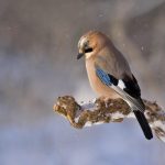 Se schimbă vremea în Capitală! La ce să ne așteptăm în următoarele două zile: anunțul ANM