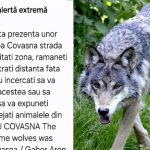 Lupii dau târcoale caselor din Covasna. RO-ALERT a avertizat localnicii printr-o alertă extremă