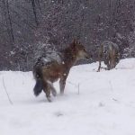 Lupii fac ravagii în Covasna. Animalele au mâncat și câini, inclusiv din curțile oamenilor - FOTO