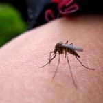 Avertisment MAE pentru românii care pleacă din țară. Ce este "MALARIA de import" și care sunt riscurile?