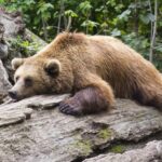 Premieră în România: ALERTĂ de urși în județul Brăila, în zona de câmpie. A fost emis un mesaj RO ALERT