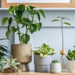 Cele mai bune plante care purifică aerul în casă în 2024. Ce recomandă specialiștii în curățenie