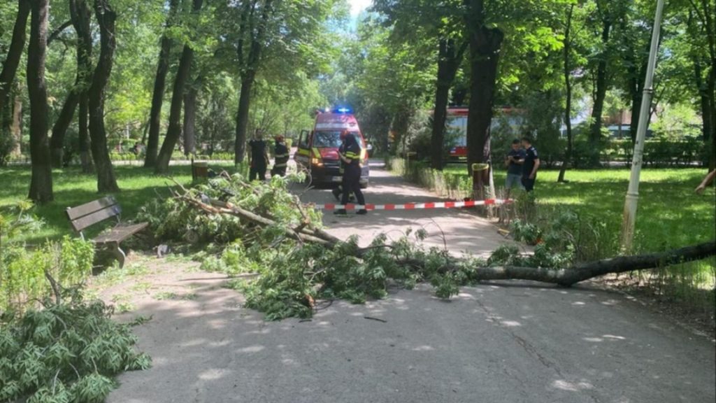 Tânără internată în stare gravă, după ce a fost lovită de o creangă ruptă, într-un parc administrat de Clotilde Armand