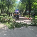 Tânără internată în stare gravă, după ce a fost lovită de o creangă ruptă, într-un parc administrat de Clotilde Armand