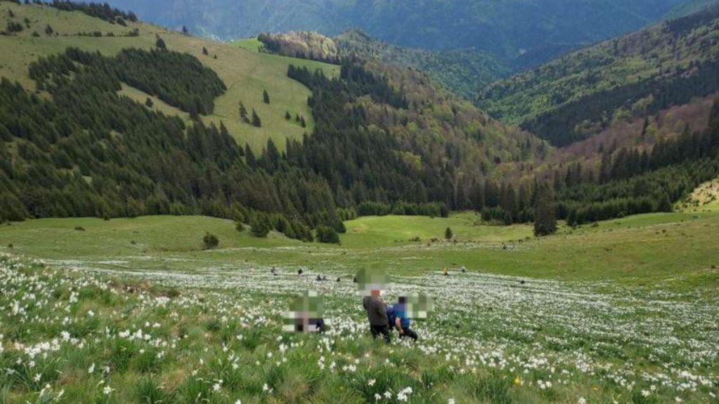 Doi turişti au fost accidentaţi în poiana cu narcise din Munţii Rodnei de o piatră căzută de pe versanţi. O femeie este inconştientă