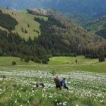 Doi turişti au fost accidentaţi în poiana cu narcise din Munţii Rodnei de o piatră căzută de pe versanţi. O femeie este inconştientă