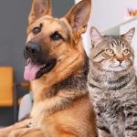 Ce spun psihologii despre cei care nu suportă pisicile. 6 diferențe majore între iubitorii de câini și cei de feline