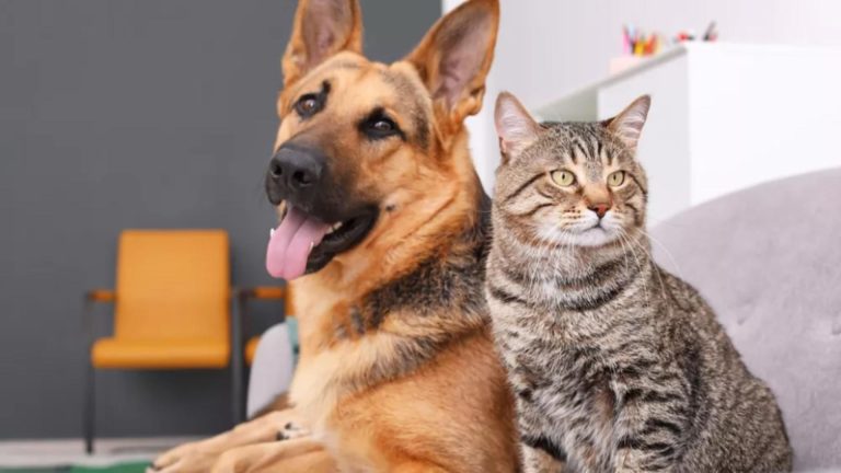 Ce spun psihologii despre cei care nu suportă pisicile. 6 diferențe majore între iubitorii de câini și cei de feline