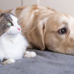 7 boli pe care le poți lua de la animalul tău de companie. La ce trebuie să fii atent și cum poți să previi infectarea