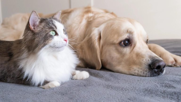 7 boli pe care le poți lua de la animalul tău de companie. La ce trebuie să fii atent și cum poți să previi infectarea