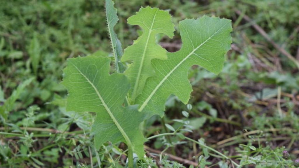 Cel mai bun analgezic natural: Crește în grădină și are proprietăți similare opiului