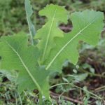 Cel mai bun analgezic natural: Crește în grădină și are proprietăți similare opiului