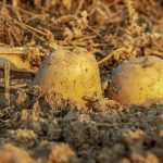 Secrete pentru o recoltă bogată: Cu ce stropim cartofii în luna iunie pentru a înlătura dăunătorii