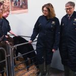 Flatulența vacilor, problema care nu îi dă pace lui Bill Gates. Acesta dă 26,5 milioane de dolari pentru un vaccin care să oprească gazele bovine