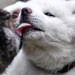 Gest extrem făcut de un timișorean, deranjat de lătratul câinilor vecinului său: bărbatul a stropit cu benzină animalele și pe proprietarul lor