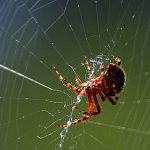 Soluții naturale împotriva insectelor: Ce e de făcut când te invadează muștele, țânțarii și păianjenii
