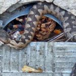 O viperă, într-un parc din Hunedoara. Jandarmii au fost chemați de urgență să prindă șarpele