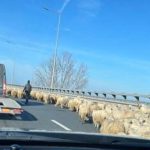 Circulația pe podul de la Cernavodă, blocată de o turmă de oi - FOTO