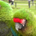 Orașul din România care a ajuns pe locul doi în Europa la numărul de papagali dintr-o specie rară. Simpaticele păsări uimesc prin prietenia lor
