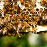România, acuzată că folosește în continuare pesticide interzice în Uniunea Europeană. Reprezintă cel mai mare pericol pentru albine