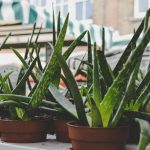 Planta pe care trebuie să o ai permanent în casă. Vindecă rănile și arsurile și atrage prosperitatea, conform princiilor Feng Shui