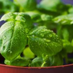 De ce busuiocul este supranumit "planta sfântă". Ce beneficii are pentru sănătate și de ce este folosit în ritualurile religioase?