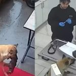 Cățelușa eroină care și-a dus singură puiul la veterinar. Imaginile au devenit virale și au impresionat întrega planetă