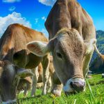 Sprijin financiar pentru fermieri din partea statului. Ce SUME primesc