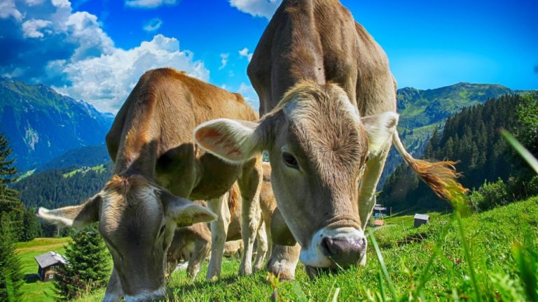 Sprijin financiar pentru fermieri din partea statului. Ce SUME primesc