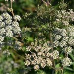Planta din România care provoacă stop cardiac în câteva minute. Mulți români sunt atrași de frumusețea florilor sale și își fac poze cu ea